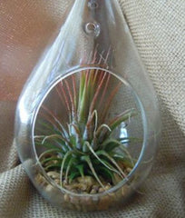 4 Pack of Hanging Clear Glass Tealight Candle Holder Tear Drop Pear Shape - 12cm